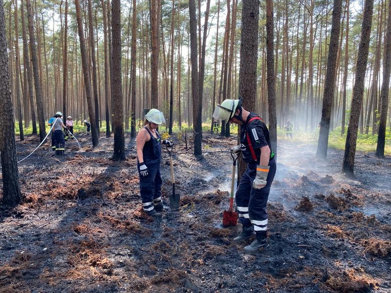 abgelöschter Waldboden