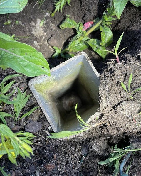 Tier im Pfahlöse gefangen