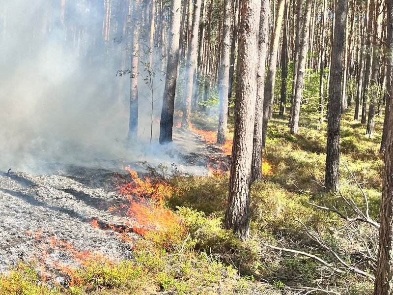 Feuersaum beim Waldbrand