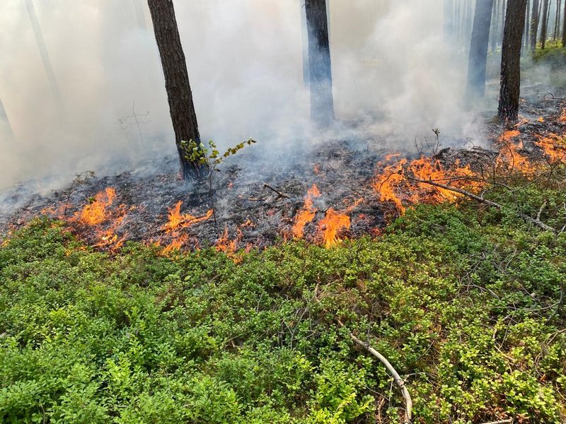 Brennender Waldboden