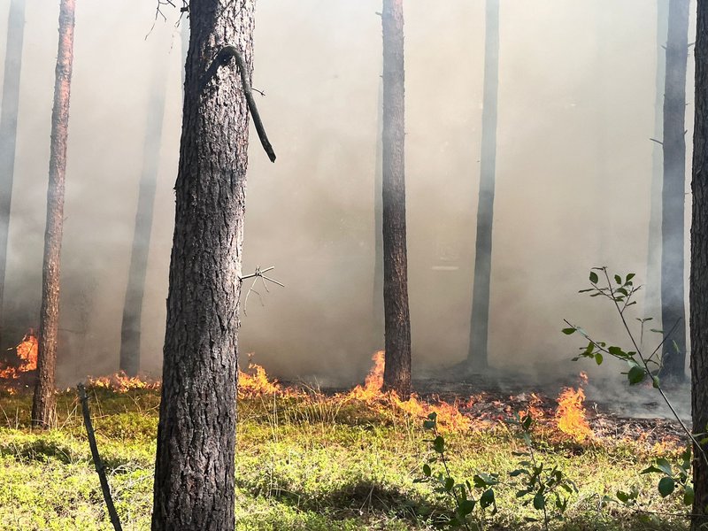 Starke Verrauchung beim Waldbrand