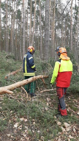 Begutachtung eines Baumes