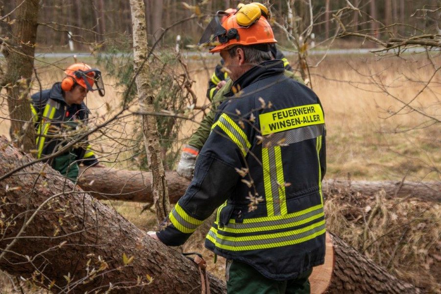 Baum wird begutachtet