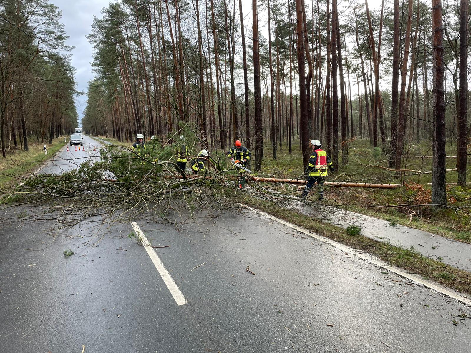 Baum auf Fahrbahn