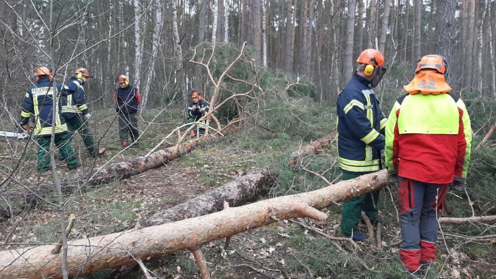 Begutachtung eines Baumes