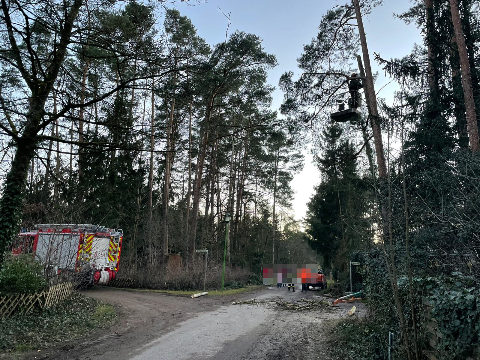 Baum wird runter geschnitten