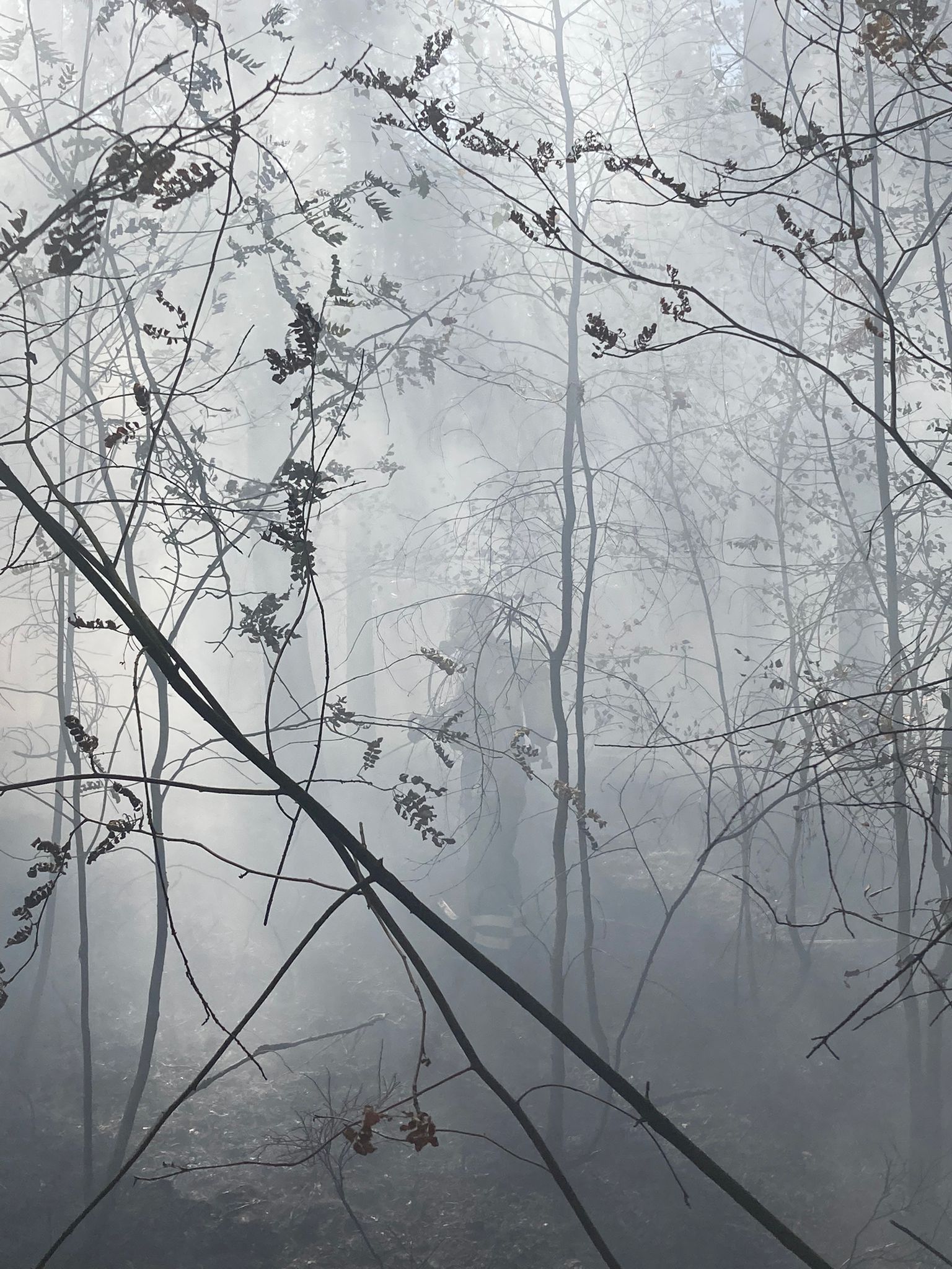 Starke Verrauchung beim Waldbrand